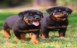 Rottweiler perros en venta: ROTTWEILER CACHORROS  631 67 03 85 - Imagen 1