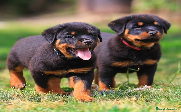 Rottweiler perros - Anuncio 1
