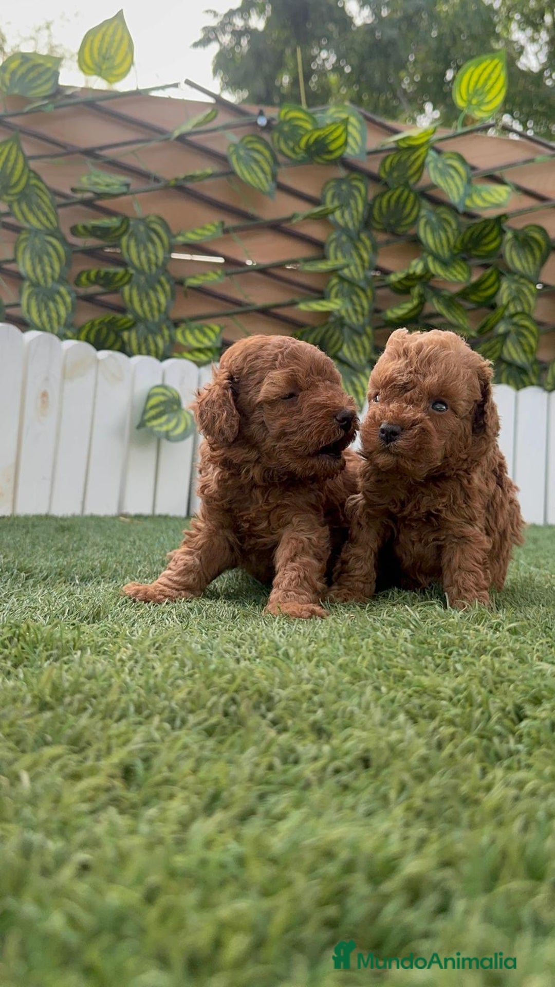Caniche Toy perros en venta: CANICHE TOY - Imagen 14
