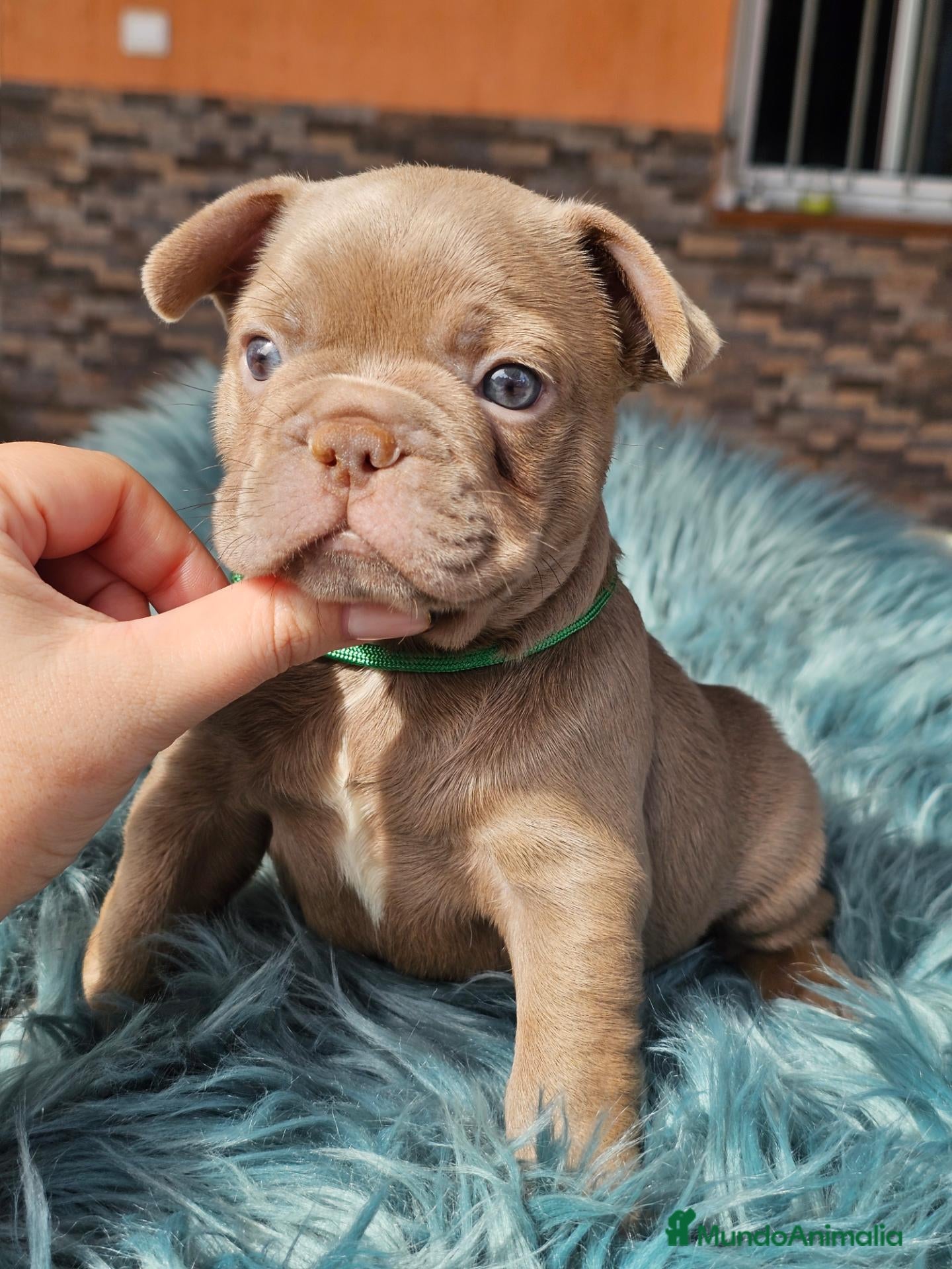 Bulldog Francés perros Bulldog francés exoticos  - Anuncio 1