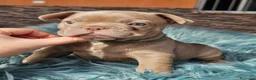 Bulldog Francés perros en venta: Bulldog francés exoticos  - Anuncio 1