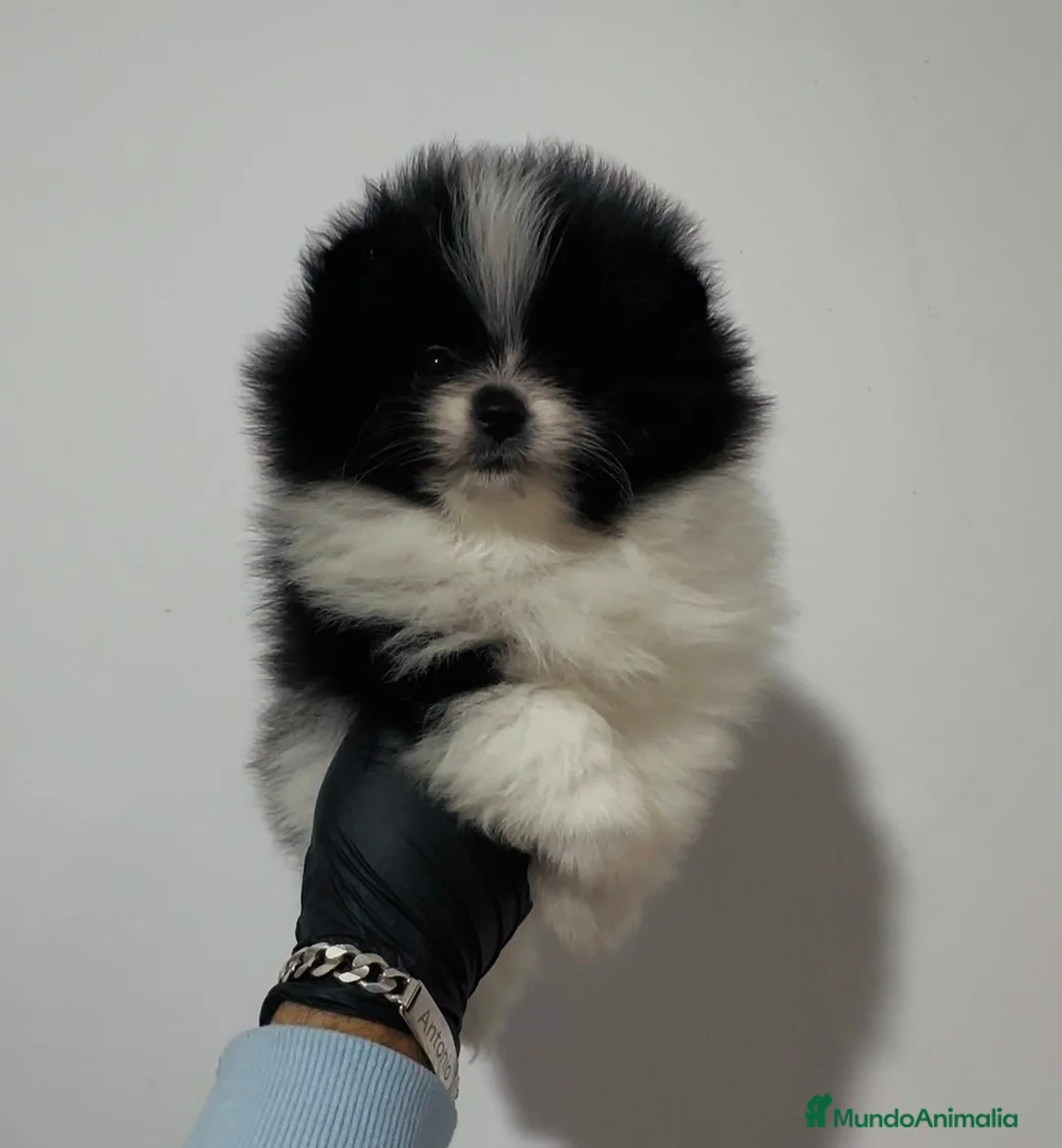 Pomerania perros en venta: POMERANIA  - Anuncio 2