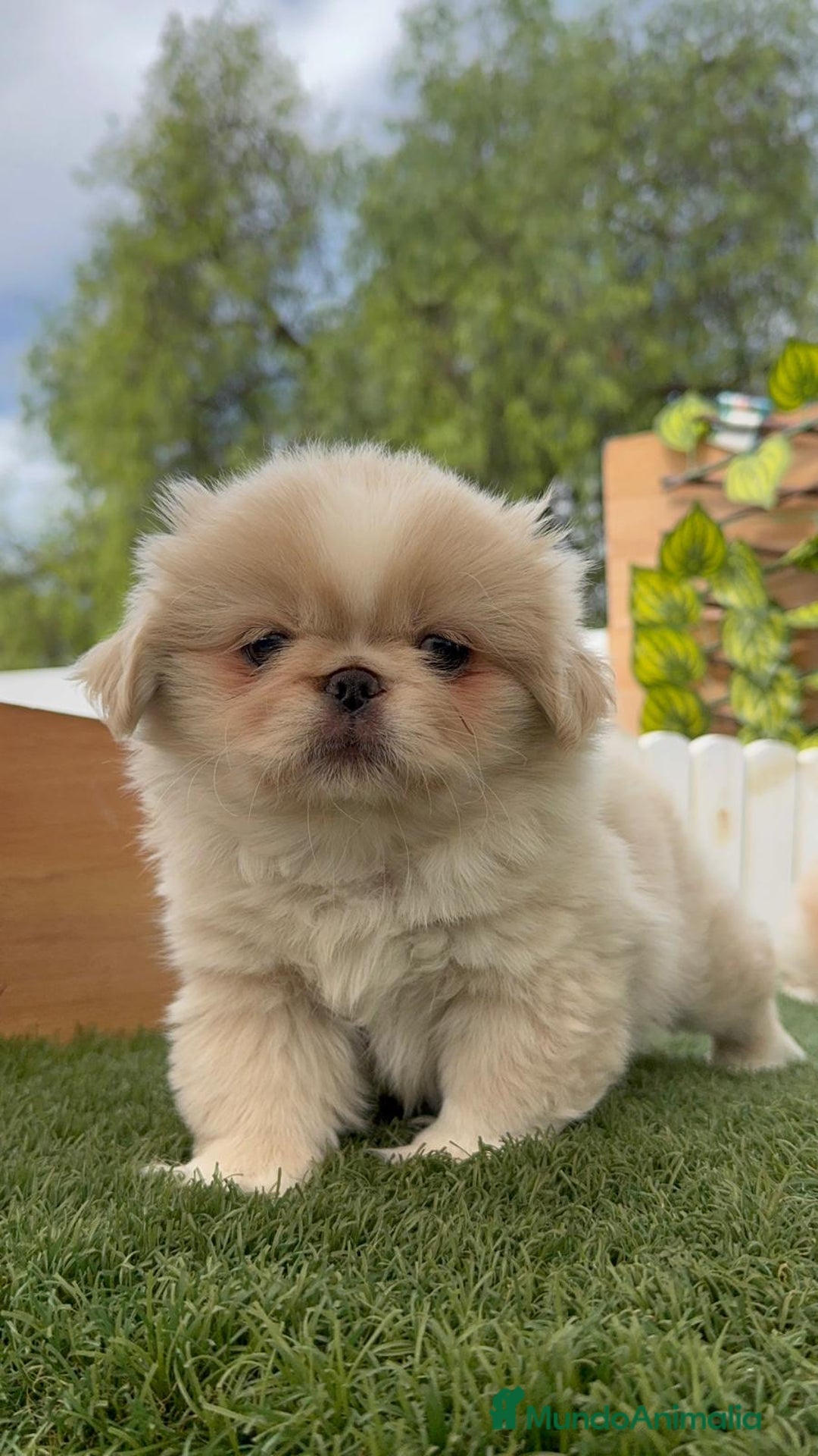 Pekinés perros en venta: PEKINES HEMBRAS - Imagen 9