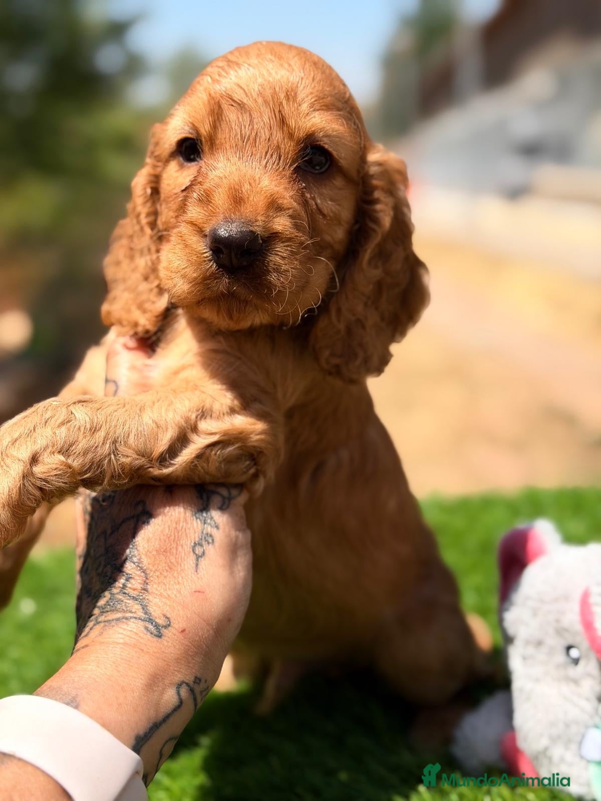 Cocker Spaniel Inglés perros Cocker inglés🐾 - Anuncio 1
