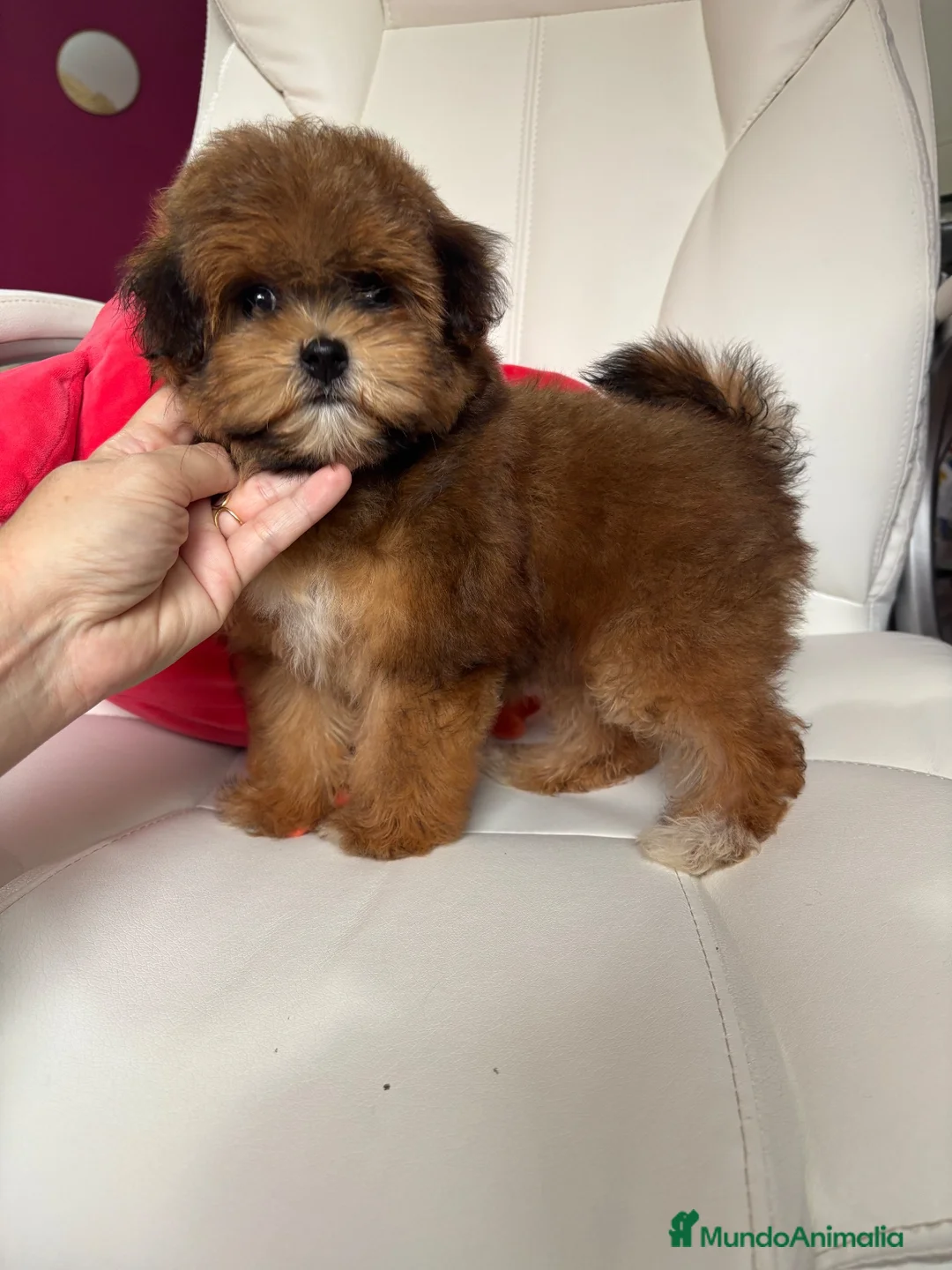 Maltipoo perros en venta: Maltipoo Maltipoo toy tonalidades chocolates.  - Anuncio 7