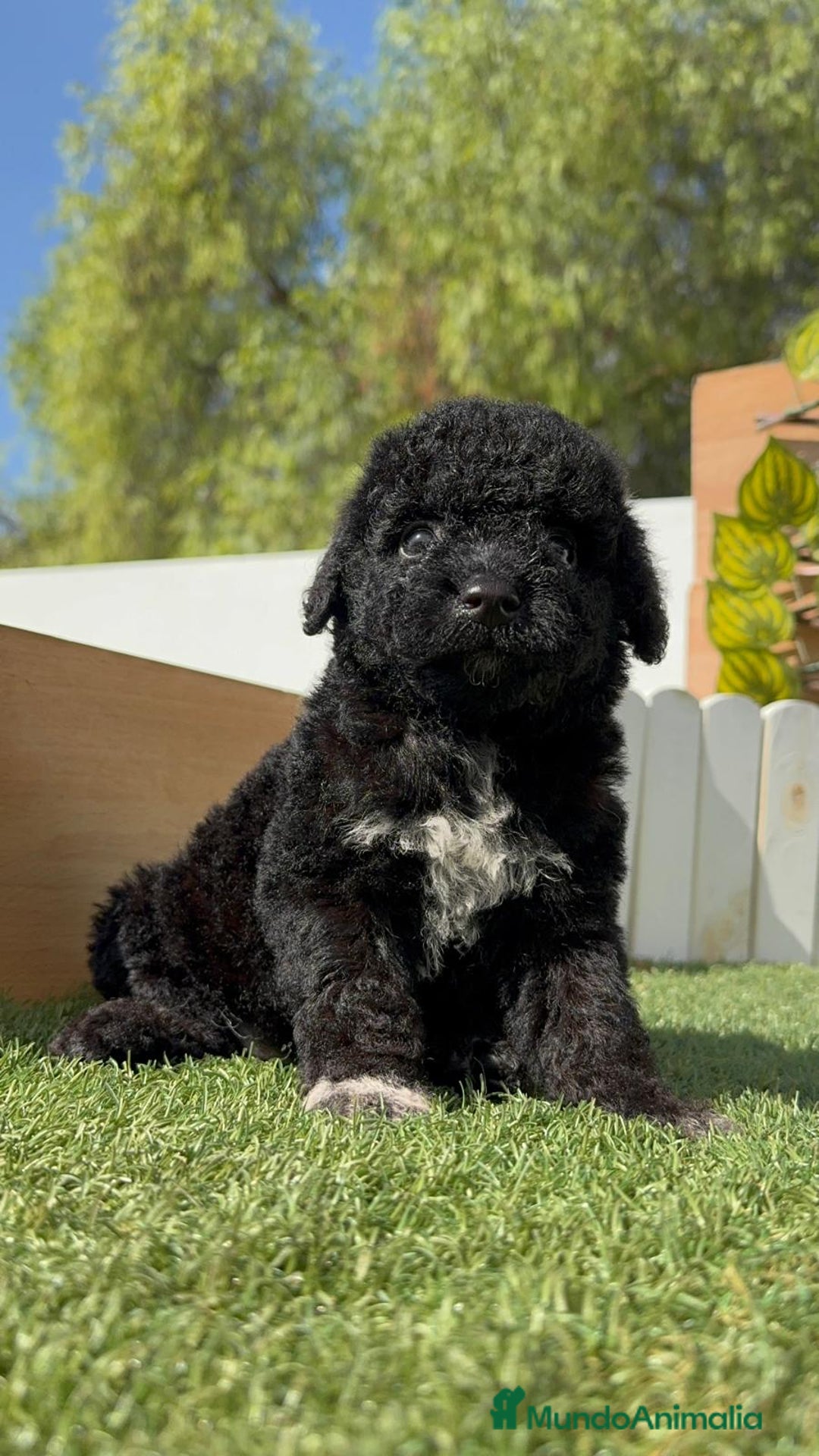 Perro de Agua Español perros en venta: PERRO DE AGUA ESPAÑOL HEMBRA - Imagen 34