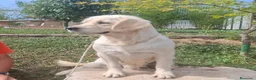 Golden Retriever perros en venta: GOLDEN RETRIEVER  - Anuncio 3