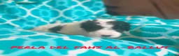 Perro de Agua Español perros en venta: PERROS DE AGUA ESPAÑOL - Anuncio 33