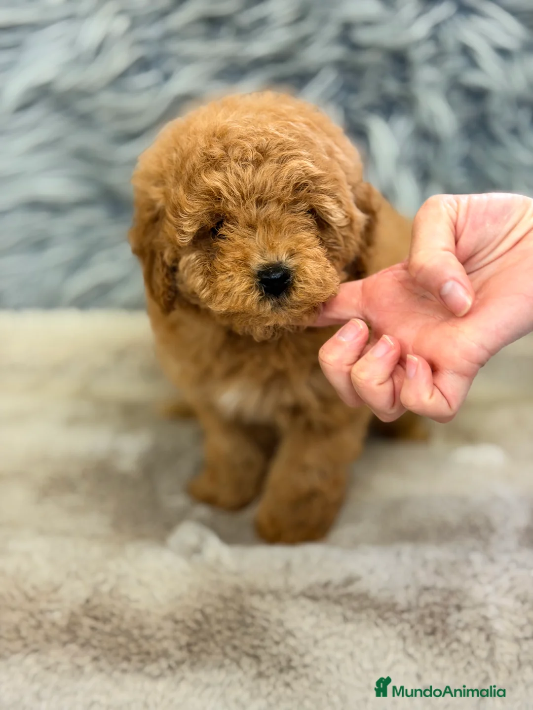 Caniche Enano perros en venta: Caniche Apricot machito  - Anuncio 2