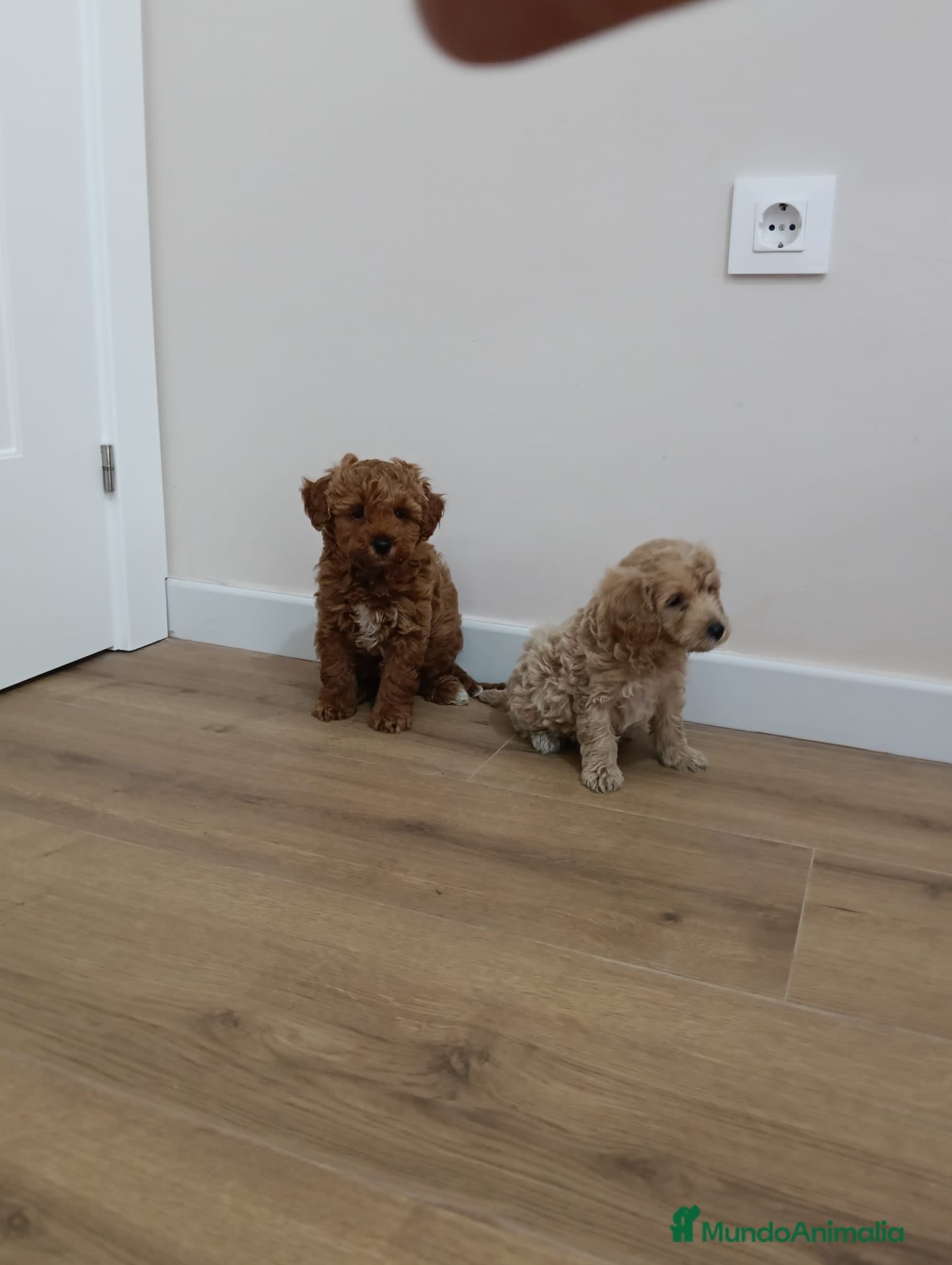 Maltipoo perros maltipoo - Anuncio 1