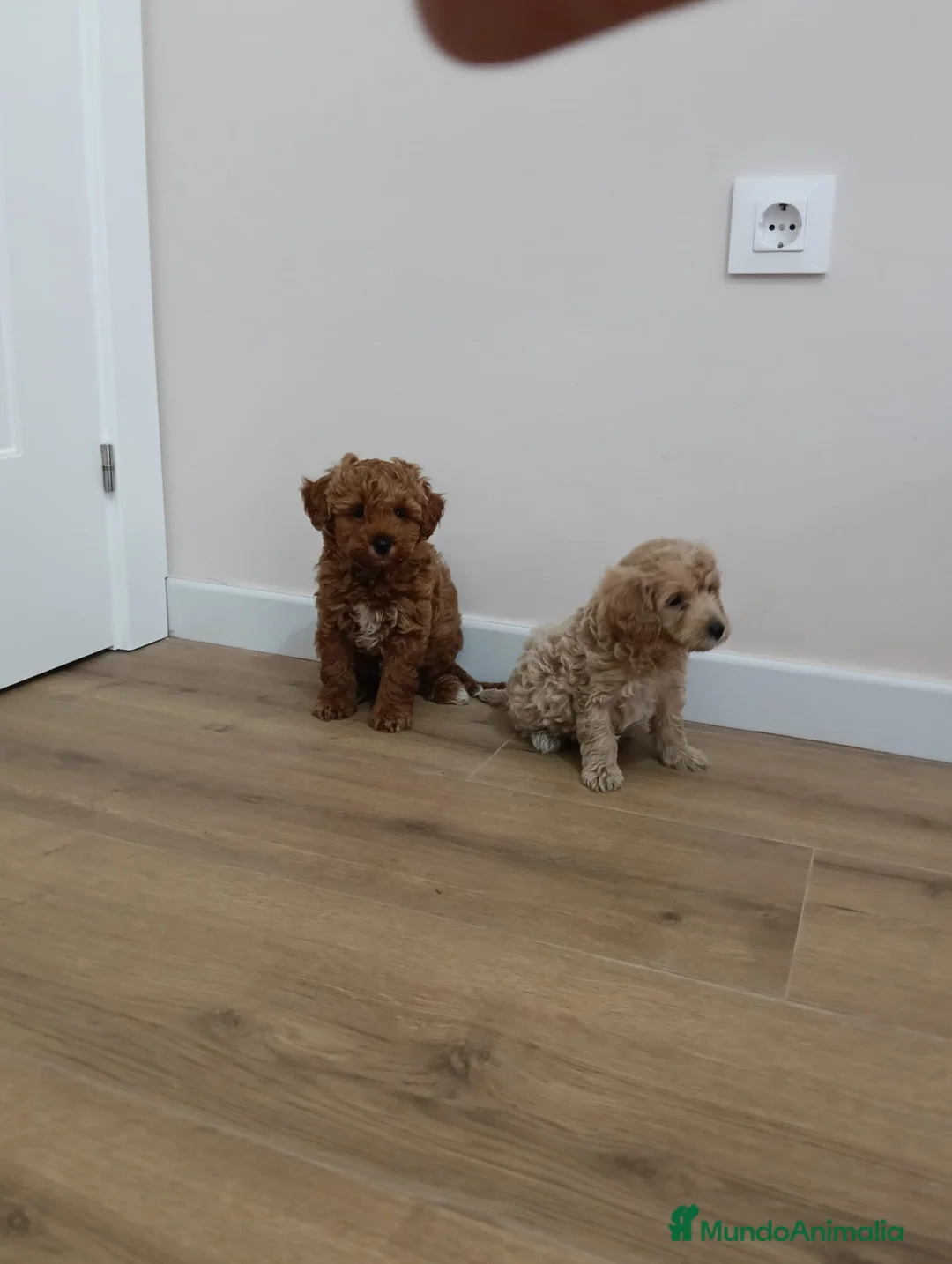 Maltipoo perros en venta: maltipoo en Vizcaya - Anuncio 1