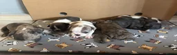 Bulldog Francés perros en venta: Bulldog frances - Anuncio 9
