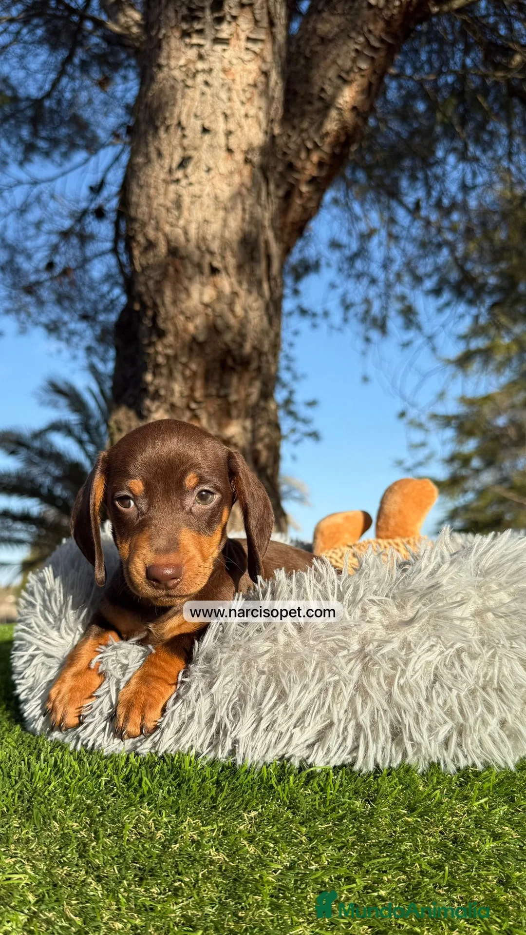 Teckel Miniatura perros en venta: TECKEL MINIATURA CHOCOLATE - Anuncio 5