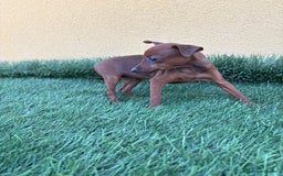 Pinscher Miniatura perros en venta: Pinscher miniatura o mini pinscher toy hembra  - Imagen 11
