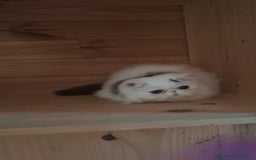 Persa gatos en venta: Gatito Persa - Anuncio 2