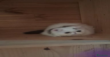 Persa gatos Gatito Persa - Anuncio 15