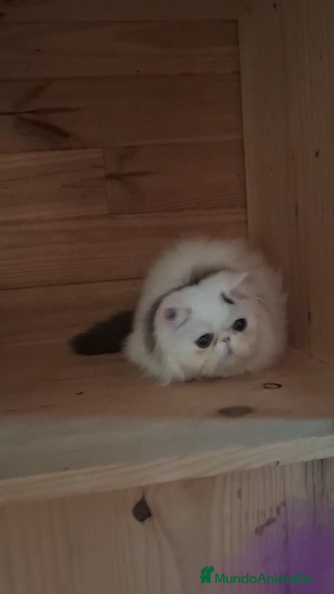 Persa gatos en venta: Gatito Persa - Anuncio 2