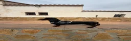 Teckel Miniatura perros en venta: TECKEL KANICHEN - Anuncio 7