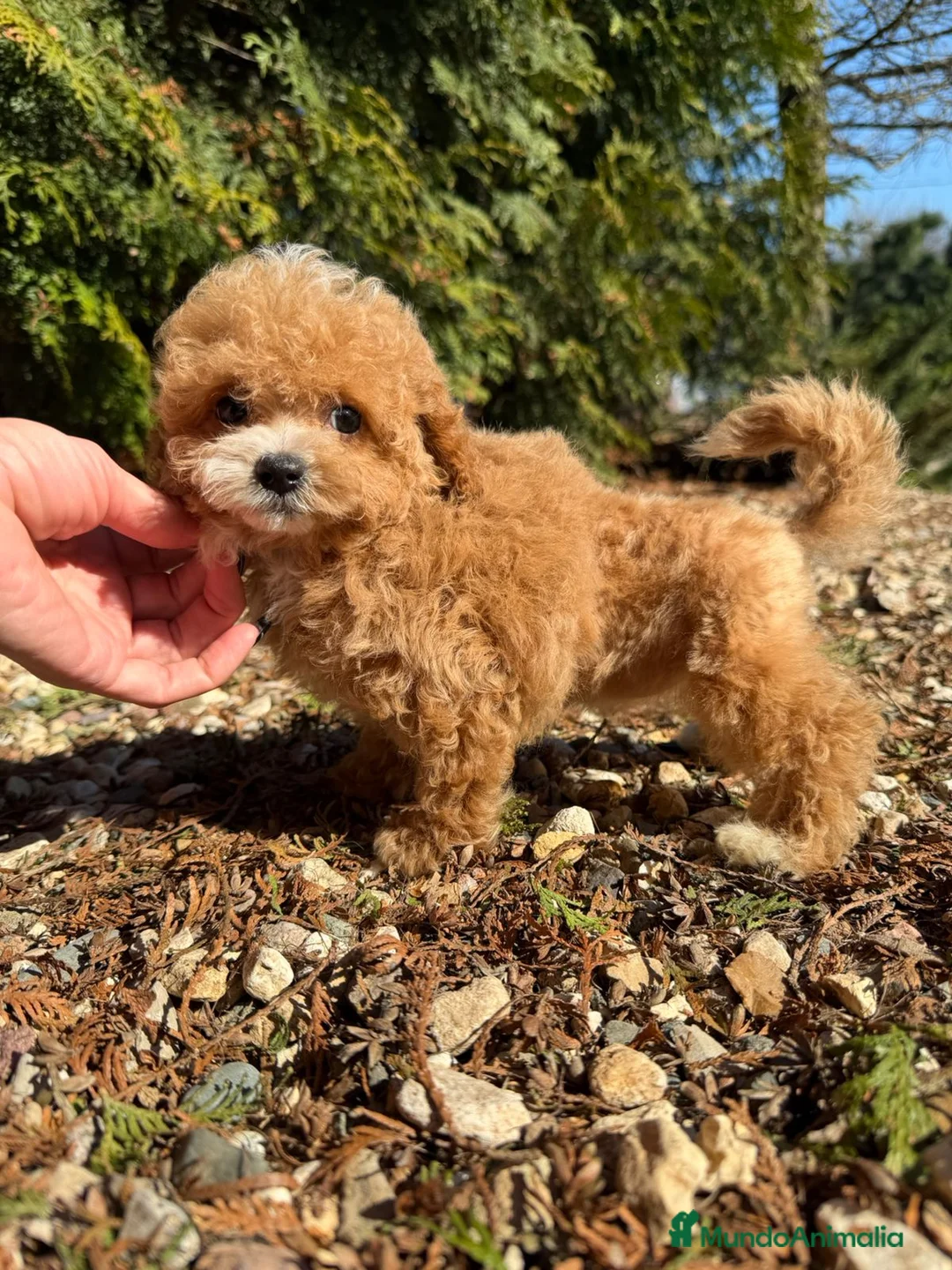 Caniche Toy perros en venta: Hembrita tasita de te asiática 100  - Anuncio 3