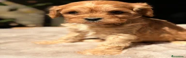 Cavapoo Cachorro 1