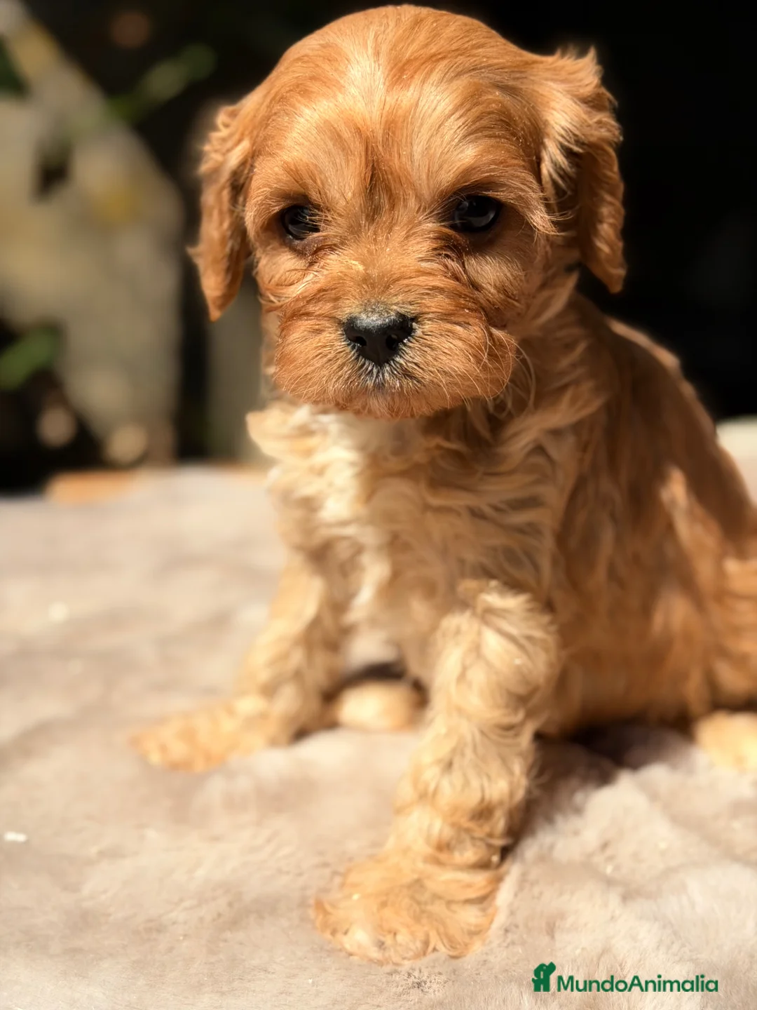 Cavapoo perros en venta: Cavapoo Apricot  - Anuncio 2
