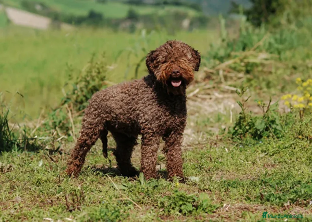 Perro de Agua Español perros en venta: Lagotto Romagnolo en Valencia - Anuncio 2