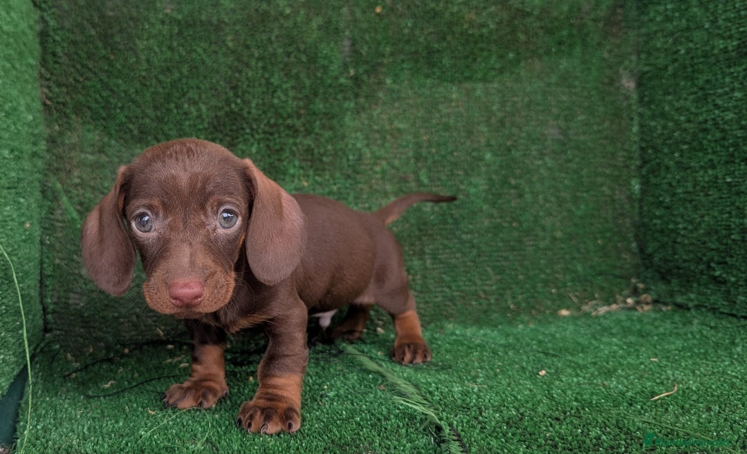 Teckel Miniatura perros en venta: Teckel miniatura  - Anuncio 5