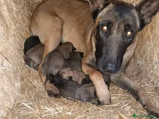 Pastor Belga Malinois perros Pastor belga manilois - Anuncio 5