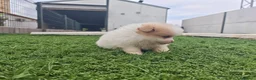 Pomerania perros en venta: Pomerania - Anuncio 5