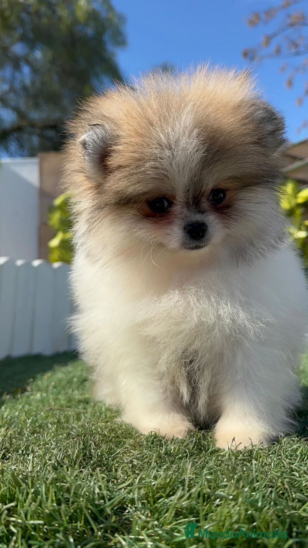 Pomerania perros en venta: POMERANIA HEMBRA - Anuncio 7