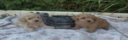 Maltipoo perros en venta: Maltipoo macho  - Anuncio 3