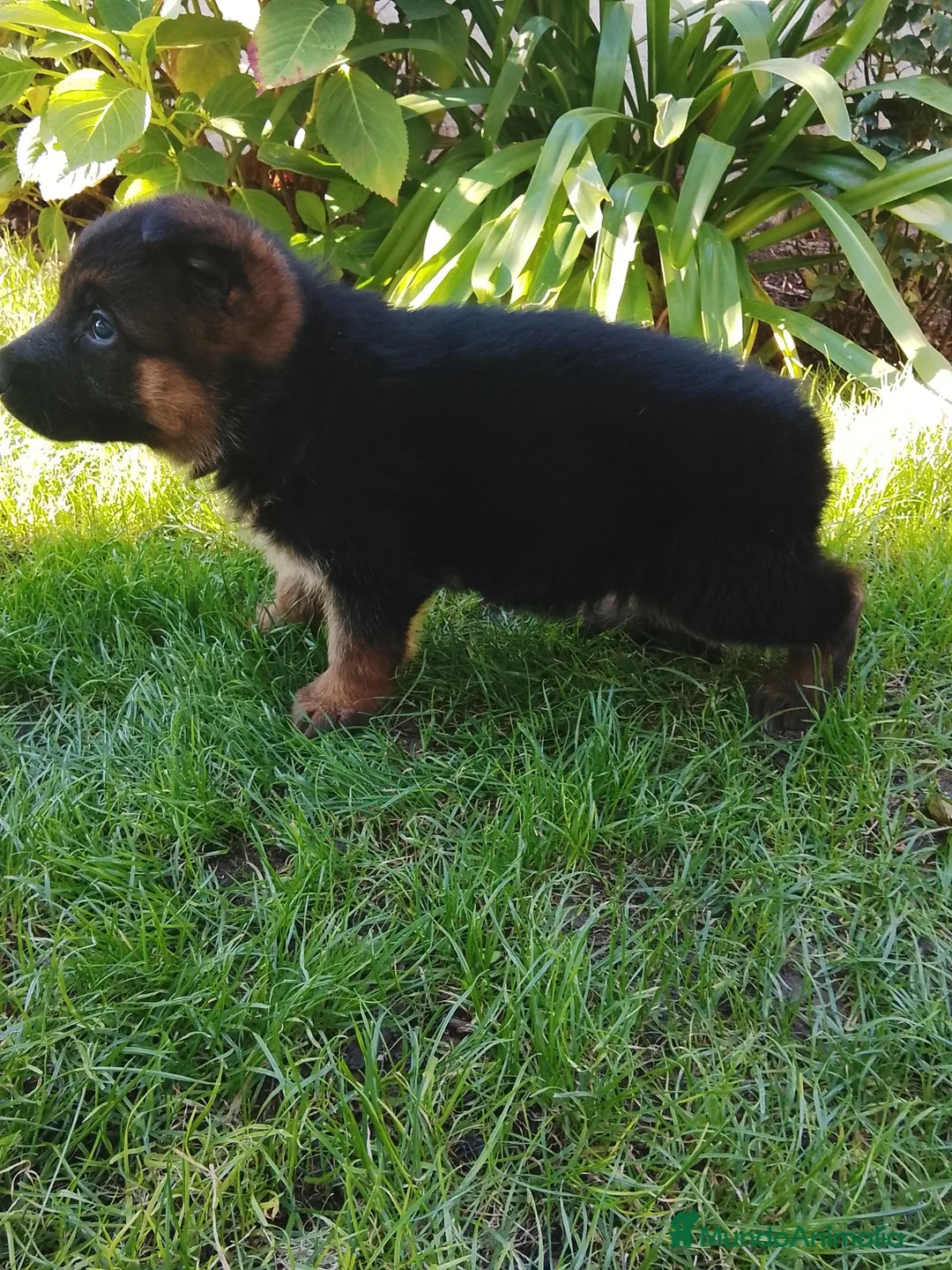 Pastor Alemán perros en venta: Cacharro de pastor alemán  - Anuncio 2
