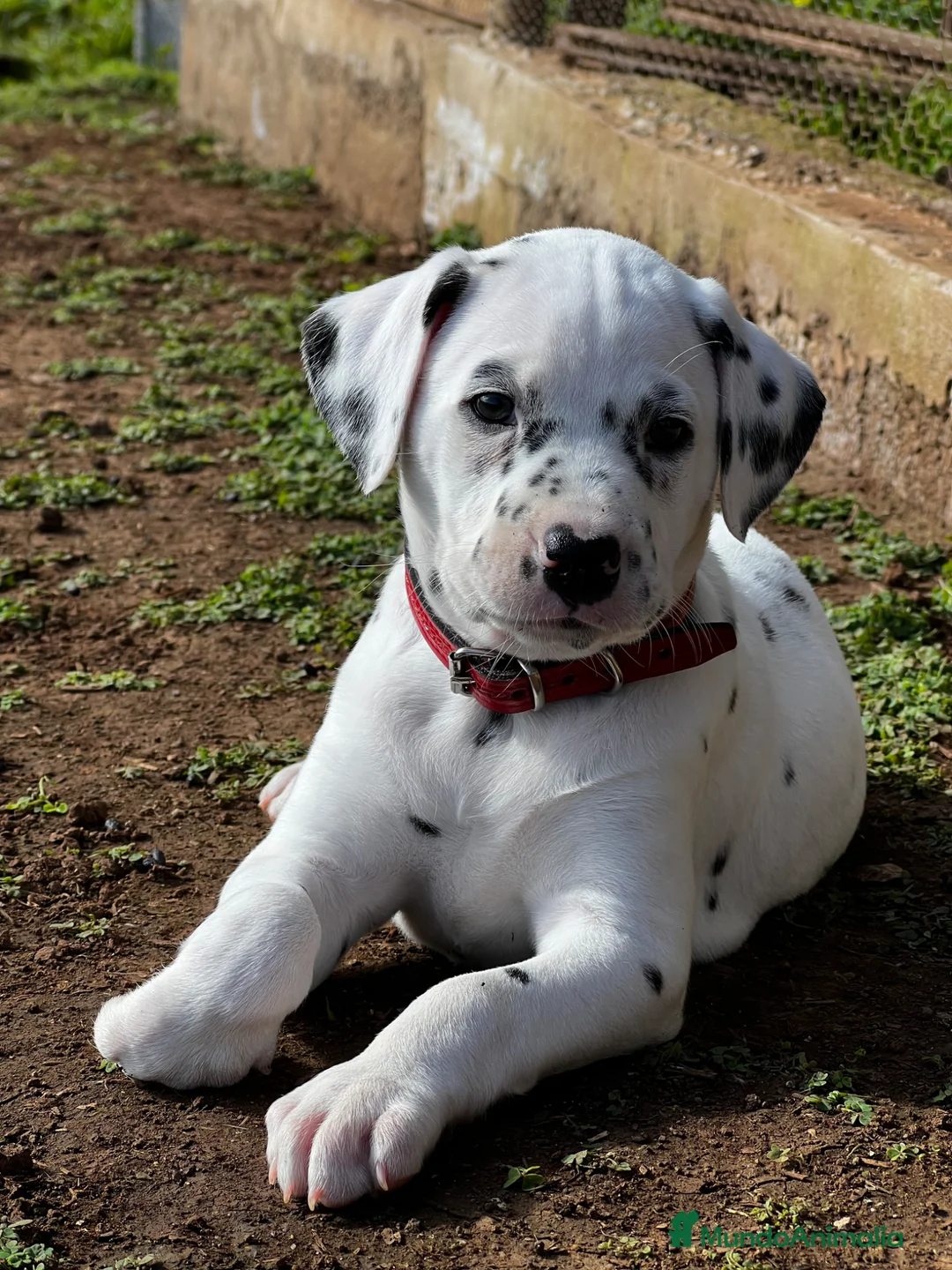 Dálmata perros en venta: Cachorrita hembra de Dalmata  - Anuncio 4