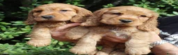 Cocker Spaniel Inglés perros en venta: Cachorros cocker spaniel inglés  - Anuncio 5