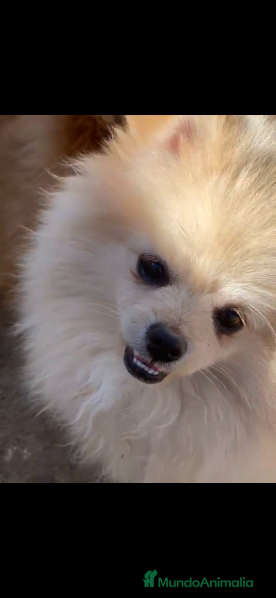 Pomerania perros Pomerania  - Anuncio 1