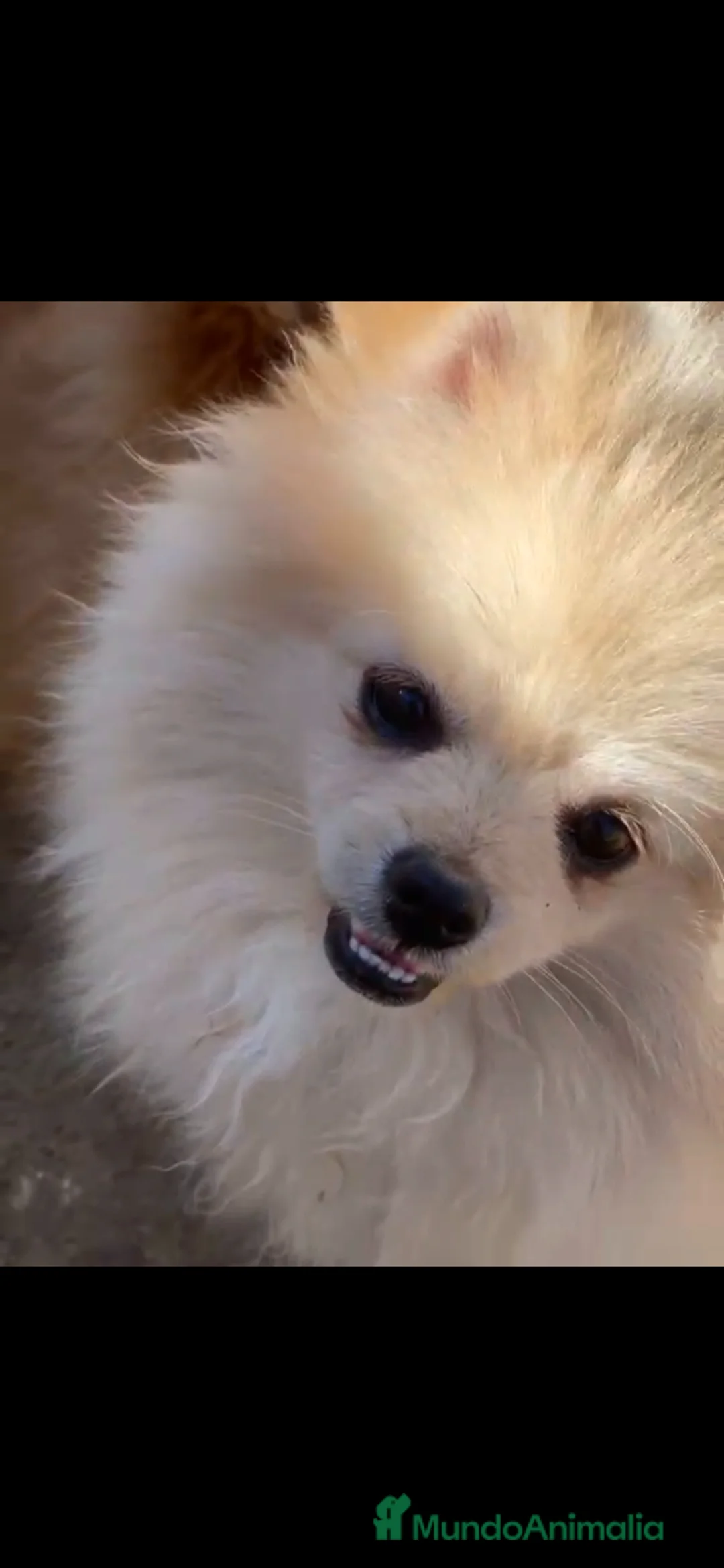 Pomerania perros en venta: Pomerania  - Anuncio 1