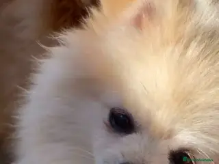 Pomerania perros Pomerania - Anuncio 1
