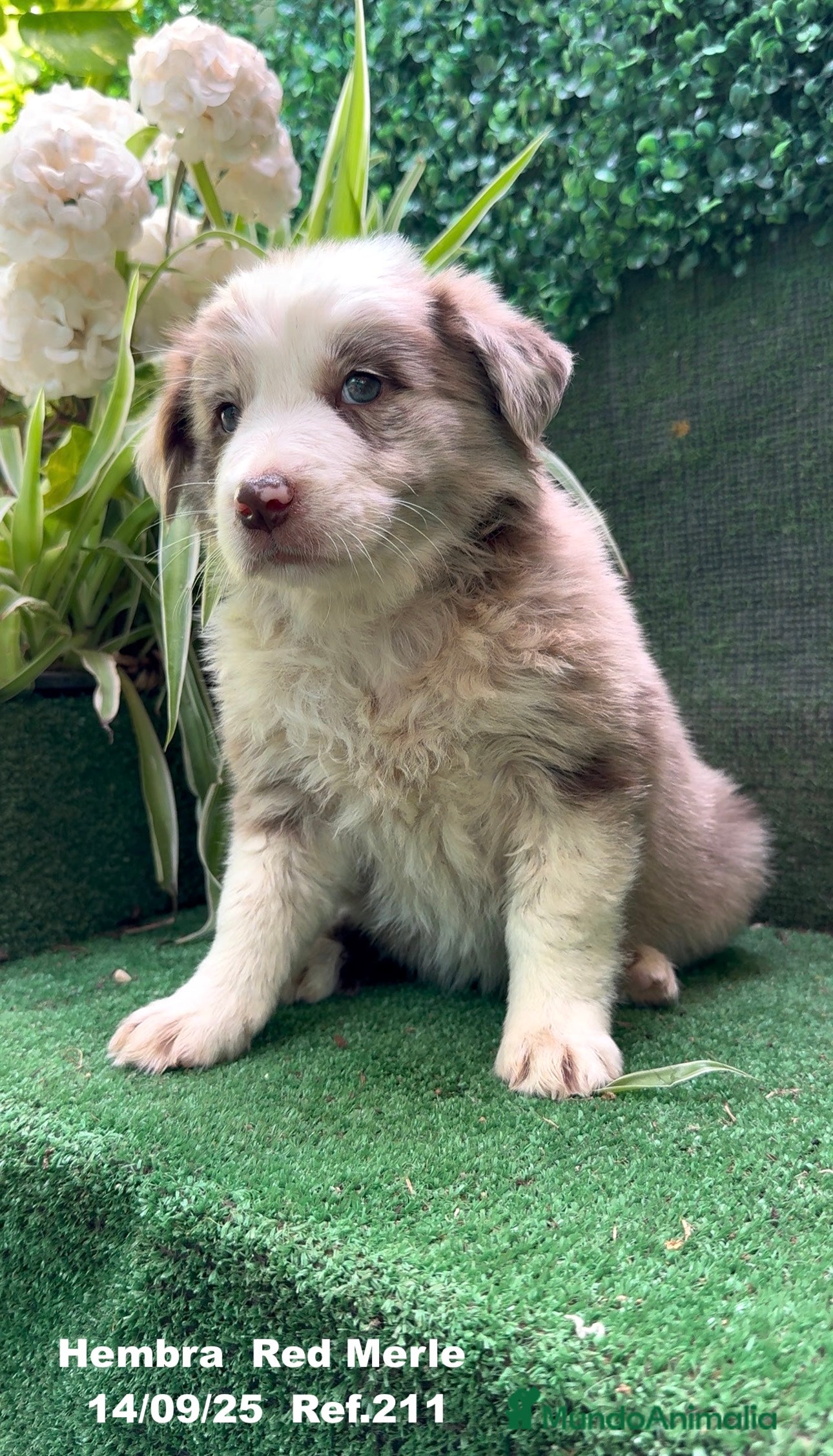 Border Collie perros BORDER COLLIE Red Merle - Anuncio 2
