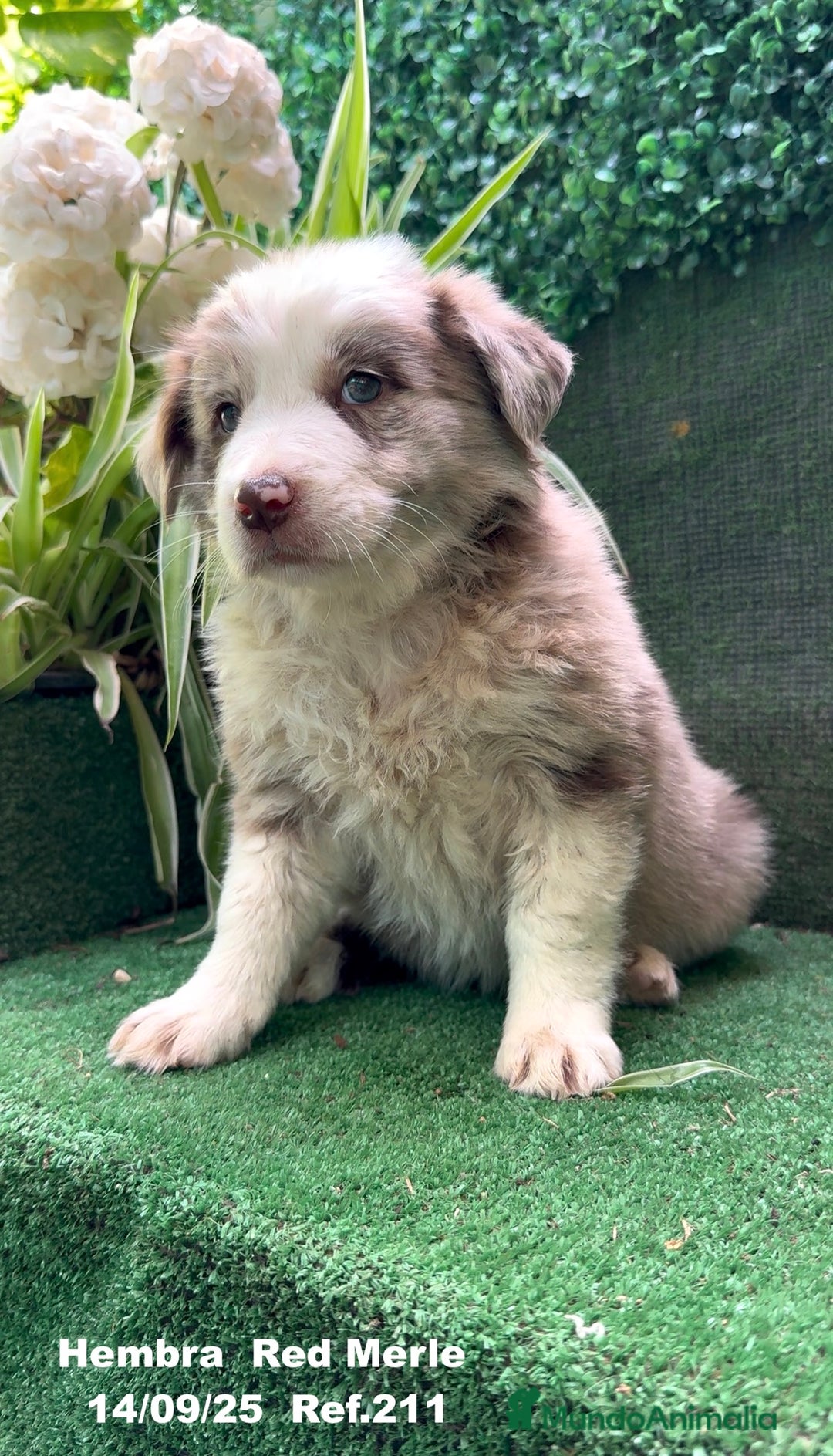 Border Collie perros en venta: BORDER COLLIE Red Merle - Imagen 2