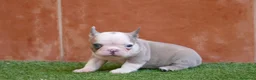 Bulldog Francés perros en venta: Cachorros de Bulldog Frances  - Anuncio 2