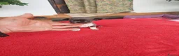 Chihuahua perros en venta: PRECIOSOS CHIHUAHUA RUSO Y ASIÁTICO  - Anuncio 7