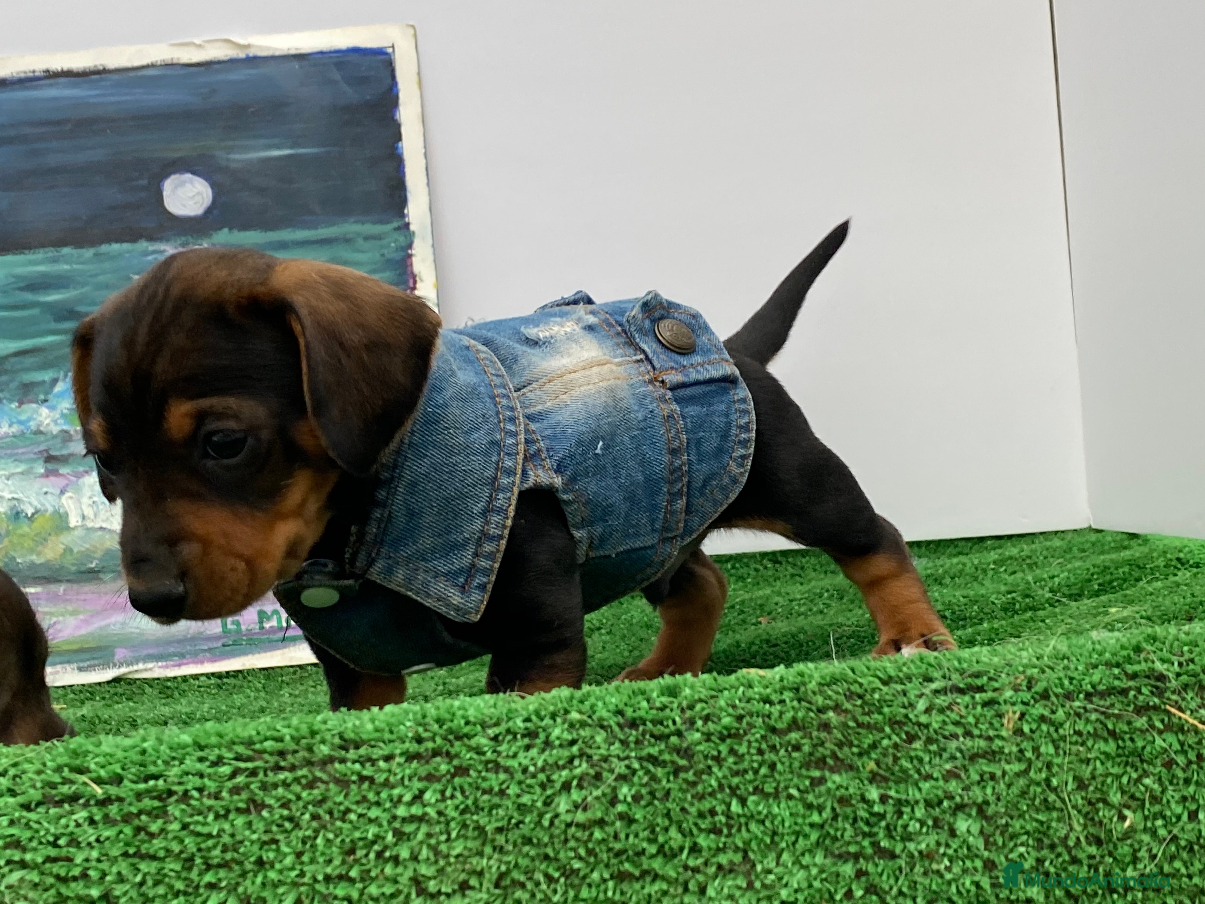 Teckel Miniatura perros Teckel miniatura PUPPY  en Ciudad Real - Anuncio 2