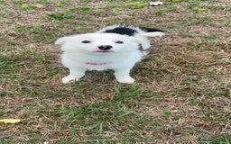 Border Collie perros en venta: Border collier  - Anuncio 6