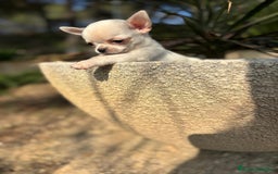 Chihuahua perros en venta: Chihuahua Macho toy blanco. - Anuncio 5