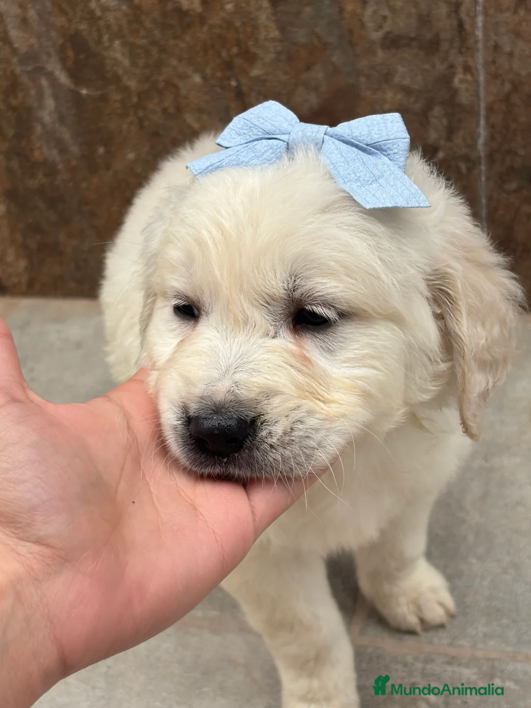 Golden Retriever perros en venta: Últimos golden retriever disponibles! en Málaga - Anuncio 1