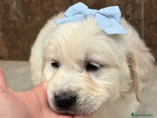 Golden Retriever perros Últimos golden retriever disponibles! en Málaga - Anuncio 4