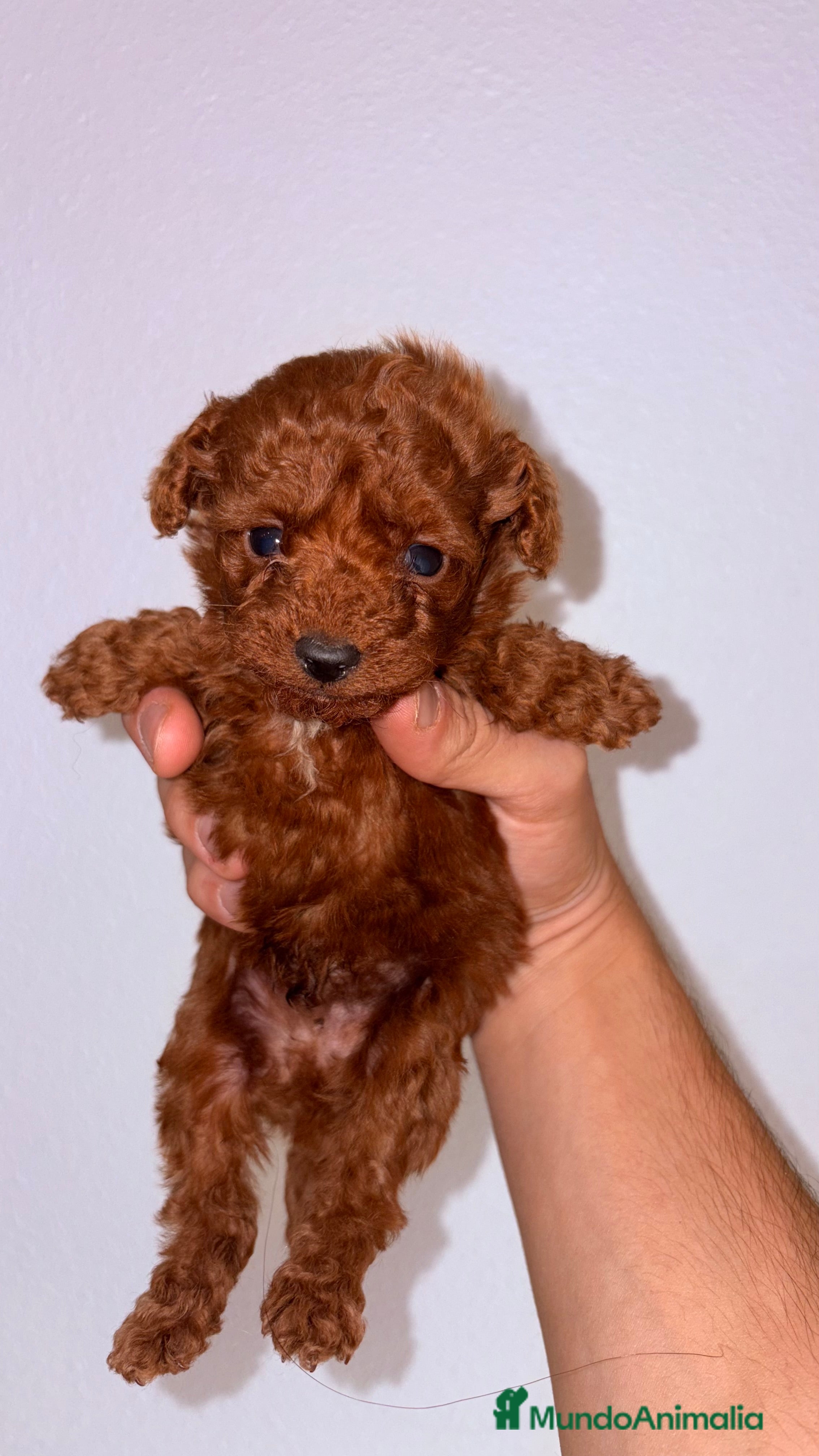 Caniche Toy perros Caniche Toy Rojo - Anuncio 34