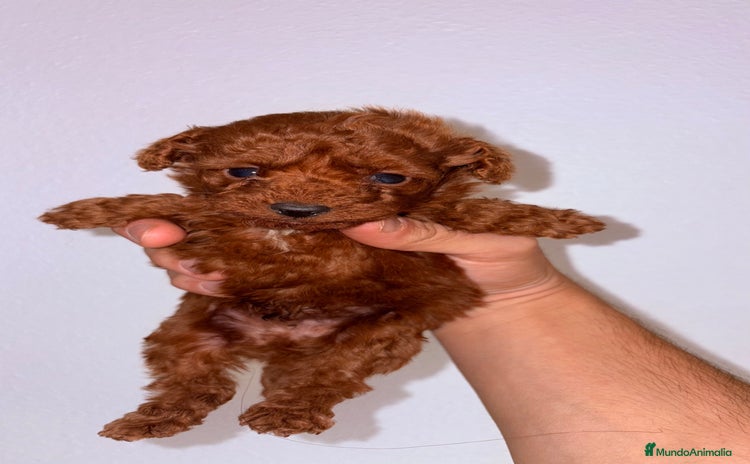 Caniche Toy perros Caniche Toy Rojo - Anuncio 1