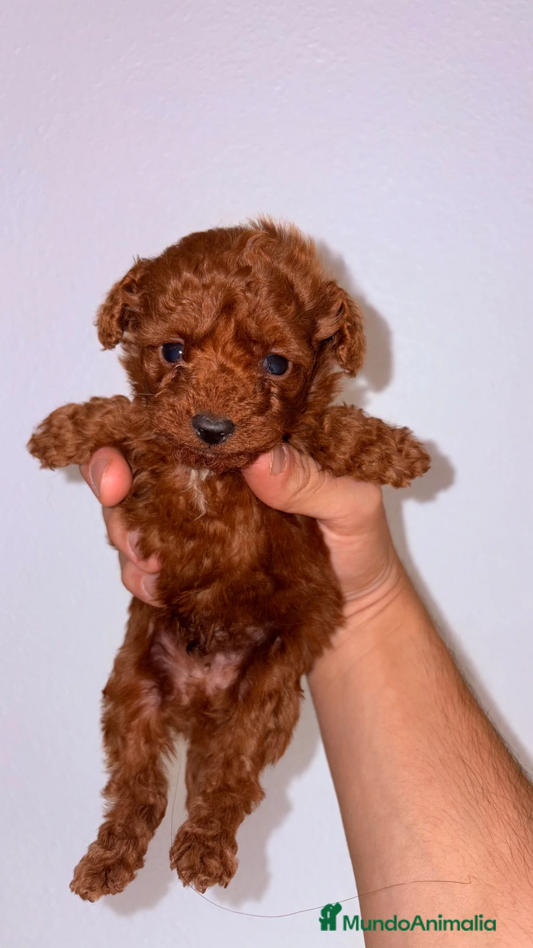 Caniche Toy perros en venta: Caniche Toy Rojo - Anuncio 1