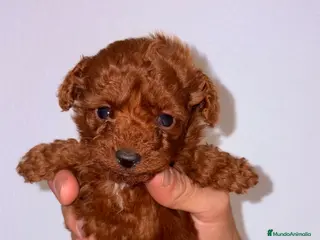 Caniche Toy perros Caniche Toy Rojo - Anuncio 5